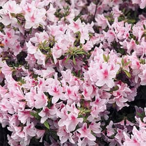 Disco L.W.G.D. de Will.I.Am